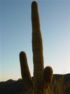 A photo of a saguaro cactus at sunrise